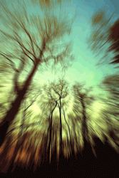 Forest Trippy Effects GIF