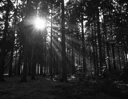 Forest Vintage Sunlight Glare