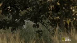 Forest Walking Hyena GIF