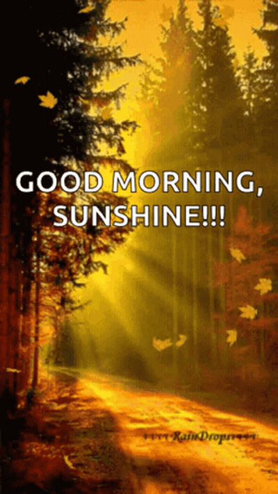 Forest With Good Morning Sunshine GIF