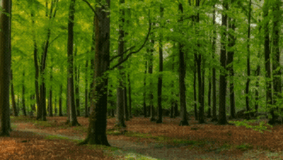 Forest With Lots Of Trees And Leaves GIF