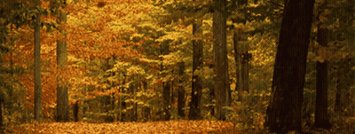 Forest With Lots Of Trees And Leaves GIF