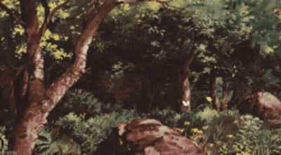 Forest With Trees And Rocks GIF