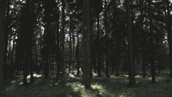 Forest Woods Summer Light GIF