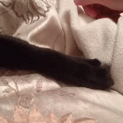 Forever Alone Cat Reject Hand