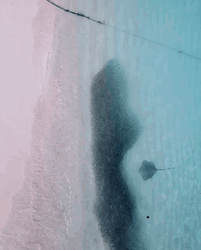 Forever Alone Stingray Beach  GIF