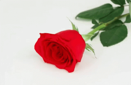 Fork Sticking Out Of Red Rose GIF
