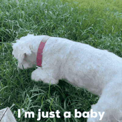Four Coffee Cups Saying Hello Pumpkin GIF