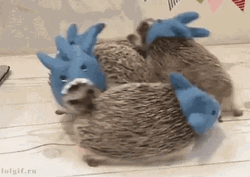 Four Cute Hedgehogs GIF
