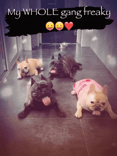 Four French Bulldogs Are Laying On A Tiled Floor With The Caption " My Whole Gang Freaky " GIF