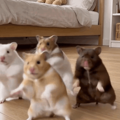 Four Hamsters Are Standing On Their Hind Legs In A Bedroom GIF