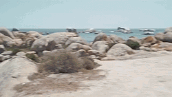 Four Headed Shark In Sharknado GIF