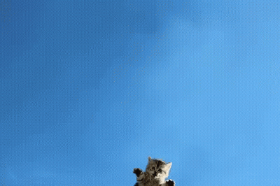 Four Kittens Jumping With Paws Up GIF