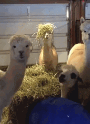 Four Llama Staring  GIF