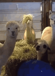 Four Llama Staring GIF