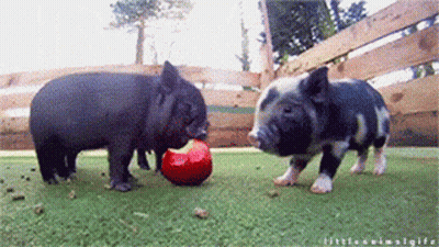 Four Strawberries Surrounding Red Sign Saying It's That Time Of The Year GIF