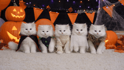 Four White Kittens In Halloween Costumes With Pumpkins GIF