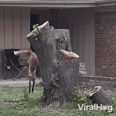 Fox And Squirrel Standing On Tree Stump In Front Of Brick House GIF