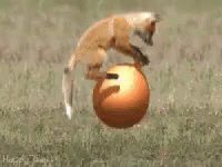 Fox Bouncing Ball GIF