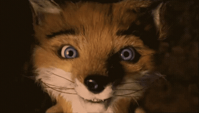 Fox Close Up Big Blue Eyes GIF