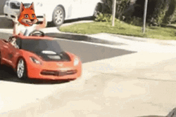 Fox Driving A Small Ride-On Fast Car GIF