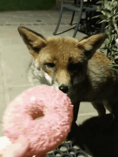Fox Eating Pink Donut Outside GIF