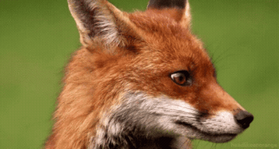 Fox Face Close Up GIF