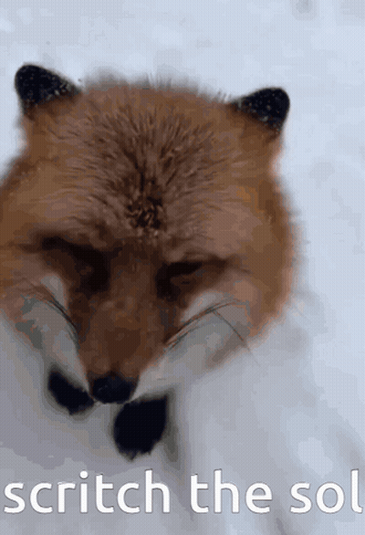 Fox Face Scratch The Sol GIF