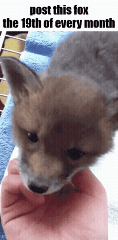 Fox Held In Hand Post This Fox The 19Th Of Every Month GIF