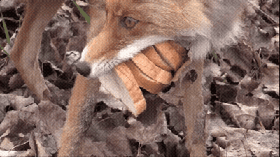 Fox Holding Bread In Mouth GIF