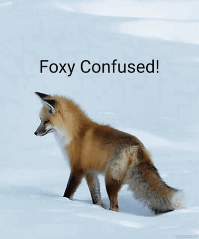 Fox In Snow Foxy Confused GIF