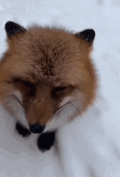 Fox In Snow With Eyes Closed GIF