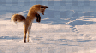 Fox Jumping In Snow GIF