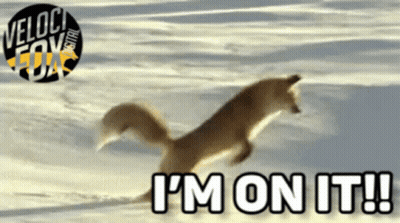 Fox Jumping In Snow I M On It GIF