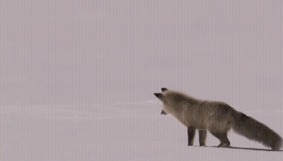Fox Jumping In Snow GIF
