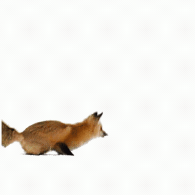 Fox Jumping GIF