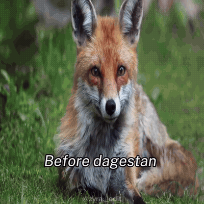 Fox Laying In Grass Saying Before Dagestan GIF