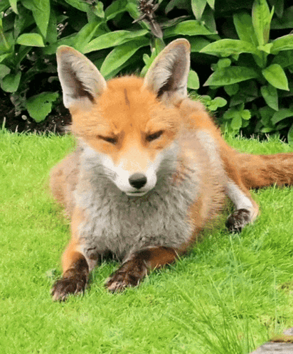 Fox Lying In Grass With Eyes Closed GIF