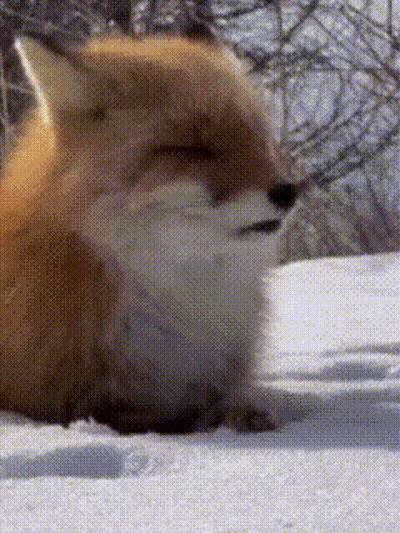 Fox Lying In Snow With Eyes Closed GIF
