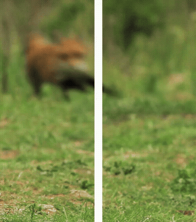 Fox Running Across Grassy Field GIF