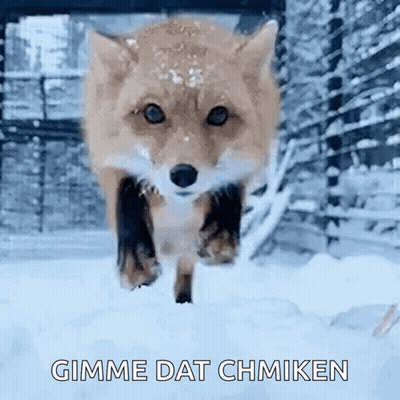 Fox Running Through Snow Gimme Dat Chmiken GIF