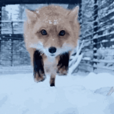 Fox Running Through Snow In Fenced Area GIF