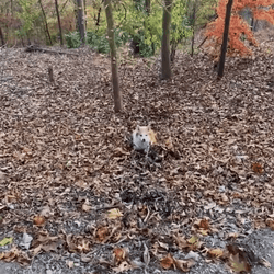 Fox Runs Through Fall Leaf GIF