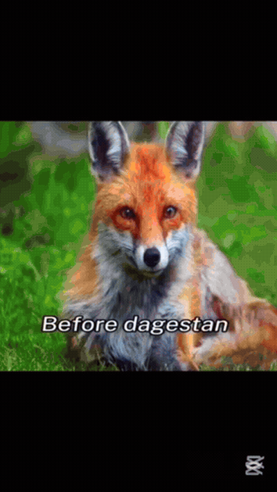 Fox Saying Before Dagestan GIF