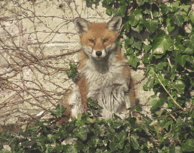 Fox Sitting In Bush With Ivy GIF