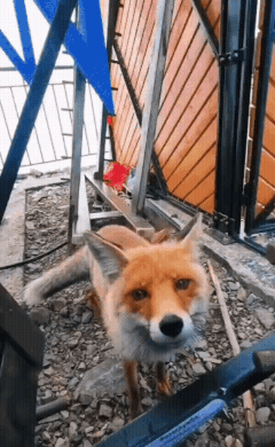 Fox Standing Next To Stainless Steel Tool GIF