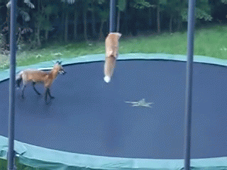 Fox Walking On Trampoline Another Jumping GIF