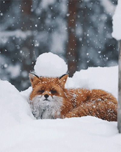 Fox With Snowball Lying In Snow GIF