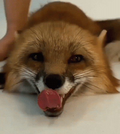 Fox With Tongue Hanging Out GIF