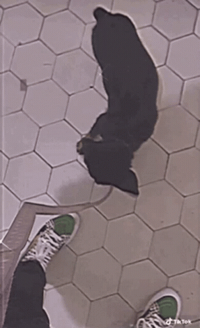 Fox With White Cloth Covering Head GIF